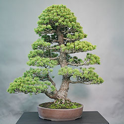 Pinus pentaphylla