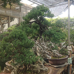 kawabe bonsai nursery