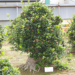 Rhododendron indicum